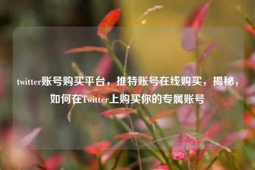 twitter账号购买平台，推特账号在线购买，揭秘，如何在Twitter上购买你的专属账号