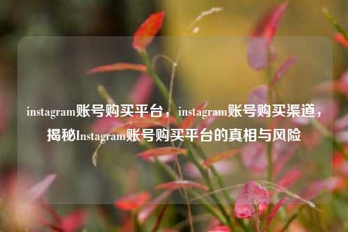 instagram账号购买平台，instagram账号购买渠道，揭秘Instagram账号购买平台的真相与风险
