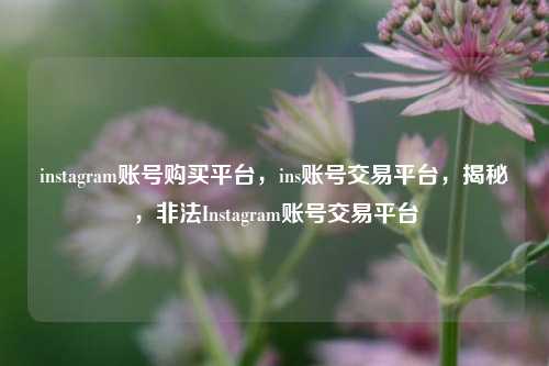 instagram账号购买平台，ins账号交易平台，揭秘，非法Instagram账号交易平台