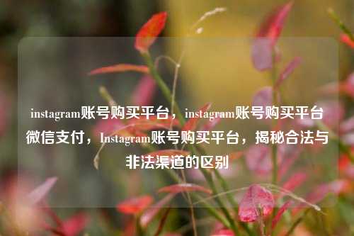 instagram账号购买平台，instagram账号购买平台微信支付，Instagram账号购买平台，揭秘合法与非法渠道的区别