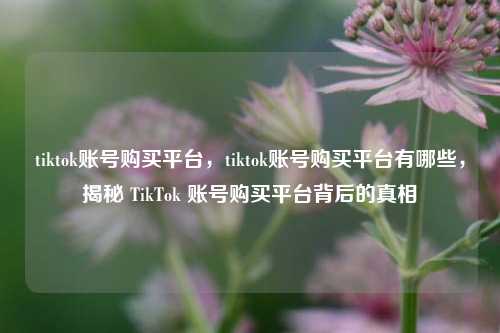 tiktok账号购买平台，tiktok账号购买平台有哪些，揭秘 TikTok 账号购买平台背后的真相