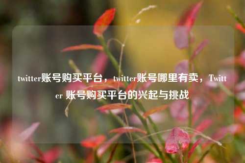 twitter账号购买平台，twitter账号哪里有卖，Twitter 账号购买平台的兴起与挑战