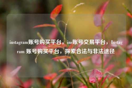 instagram账号购买平台，ins账号交易平台，Instagram 账号购买平台，探索合法与非法途径