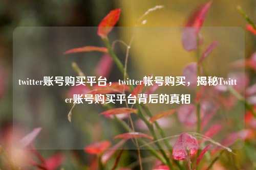 twitter账号购买平台，twitter帐号购买，揭秘Twitter账号购买平台背后的真相