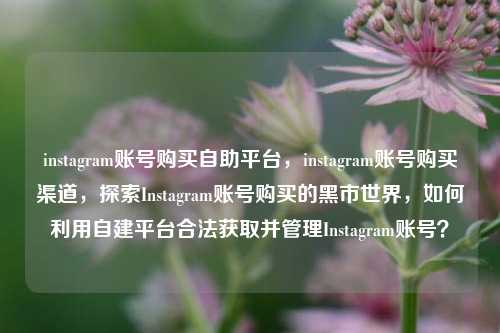 instagram账号购买自助平台，instagram账号购买渠道，探索Instagram账号购买的黑市世界，如何利用自建平台合法获取并管理Instagram账号？