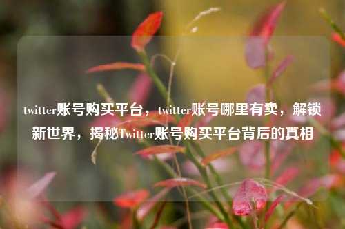 twitter账号购买平台，twitter账号哪里有卖，解锁新世界，揭秘Twitter账号购买平台背后的真相