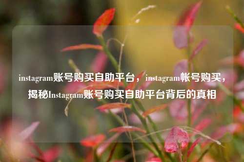 instagram账号购买自助平台，instagram帐号购买，揭秘Instagram账号购买自助平台背后的真相