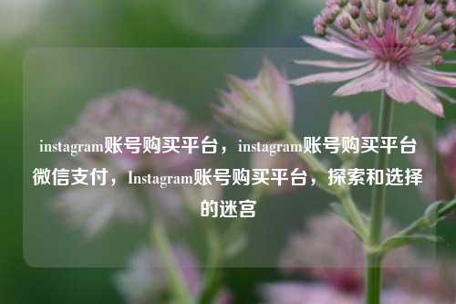instagram账号购买平台，instagram账号购买平台微信支付，Instagram账号购买平台，探索和选择的迷宫
