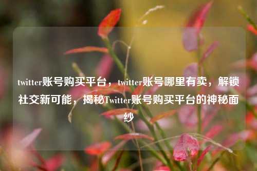 twitter账号购买平台，twitter账号哪里有卖，解锁社交新可能，揭秘Twitter账号购买平台的神秘面纱