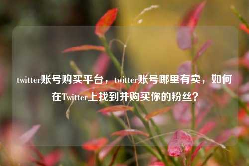 twitter账号购买平台，twitter账号哪里有卖，如何在Twitter上找到并购买你的粉丝？